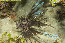 lionfish